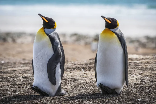 Dvou král Penguins — Stock fotografie