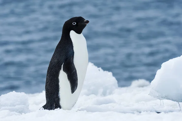 Пингвин Адели стоит на льду — стоковое фото