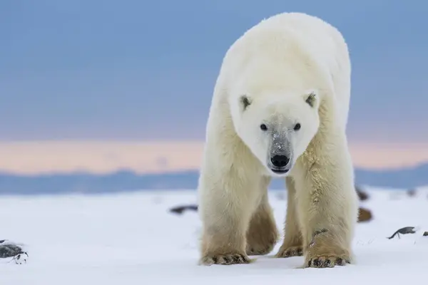 Πολική αρκούδα περπατά στο χιόνι — Φωτογραφία Αρχείου
