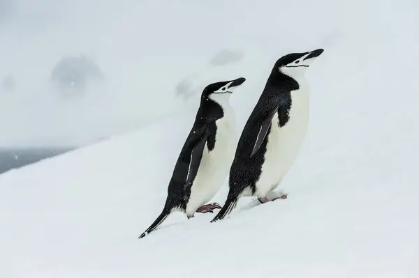 Chinstrap pingüinos en las nevadas — Foto de Stock