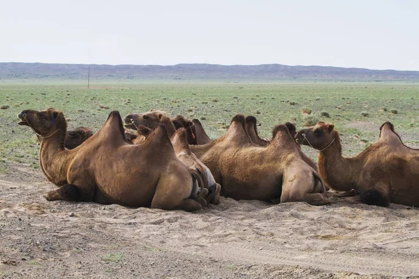 Cammelli Battriani Camelus Bactrianus Parco Nazionale Del Gobi Gurvansaikhan Provincia — Foto Stock