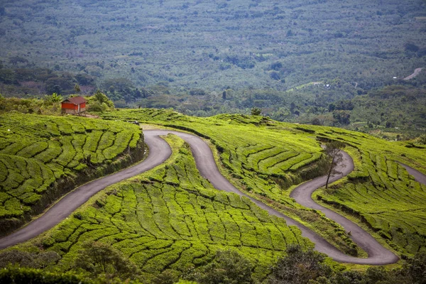 Ventos rodoviários através da plantação — Fotografia de Stock