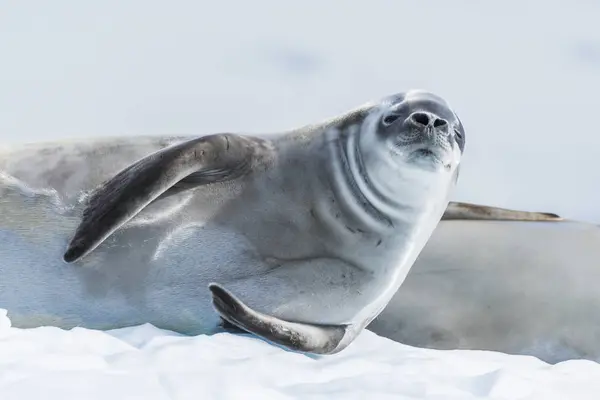 氷の上のカニクイアザラシ — ストック写真