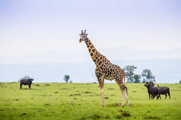 Żyrafa i Bawół — Zdjęcie stockowe