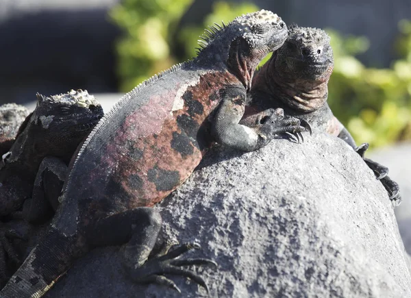 Nahaufnahme Von Meeresleguanen Auf Felsbrocken Punta Suarez Espanola Oder Kapuzeninsel — Stockfoto