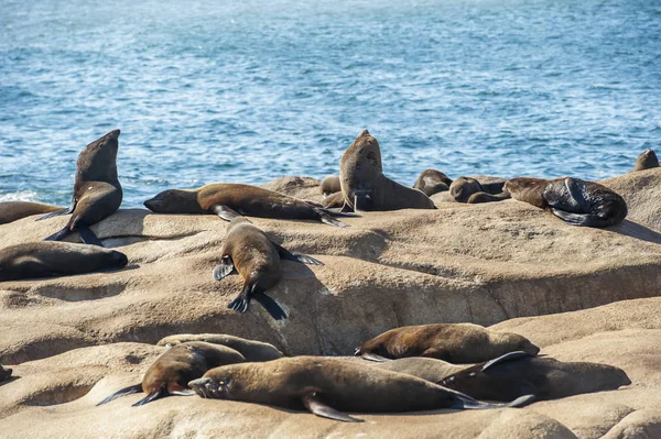 Sea lions basking — Stock Photo, Image