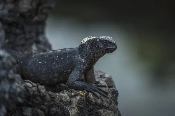 Deniz iguana yüksek tünemiş — Stok fotoğraf