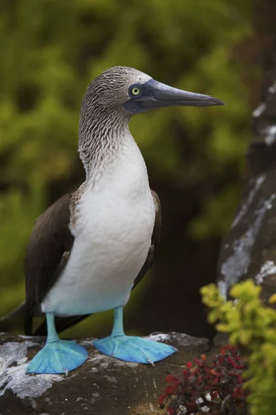 Close Portrait Blue Footed Booby Galapagos — Stock Photo, Image