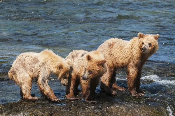 Sow with cubs play — Stock Photo, Image