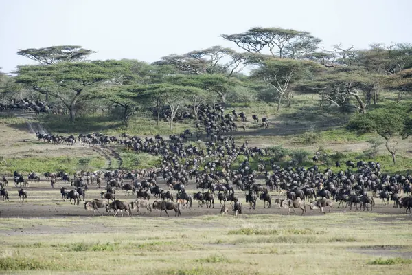 Large herd of Wildebeest — Stock Photo, Image