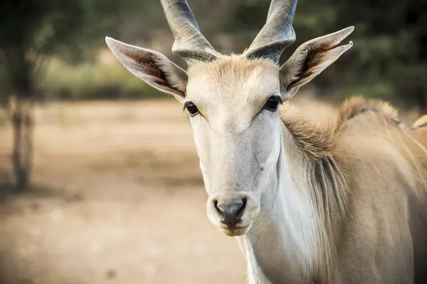 Gry Gospodarstw Komercyjnych Czarna Pręga Taurotragus Oryx Koes Namibia — Zdjęcie stockowe