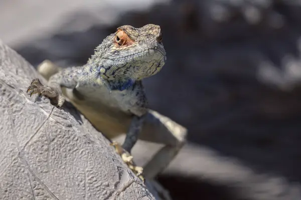 Lizard Lookng Rock Desert Namibia — Stock Photo, Image