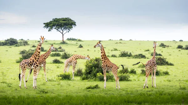 Giraffes standing on field — Stock Photo, Image