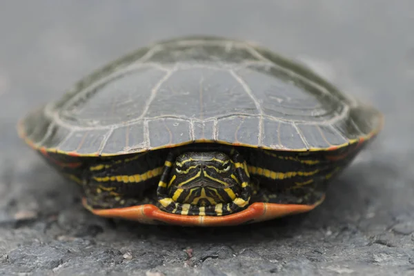 Skildpadde gemmer sig i shell - Stock-foto