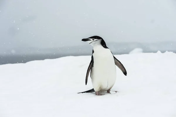 Chinstrap Pingouin marchant dans les chutes de neige — Photo