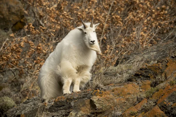 Dağ keçisi ayakta — Stok fotoğraf