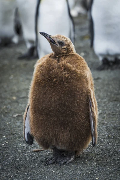 Oakum menino rei pinguim — Fotografia de Stock