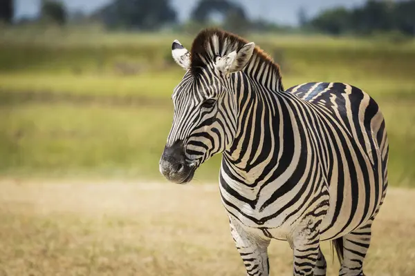 Burchell closeup zebra — Stok fotoğraf