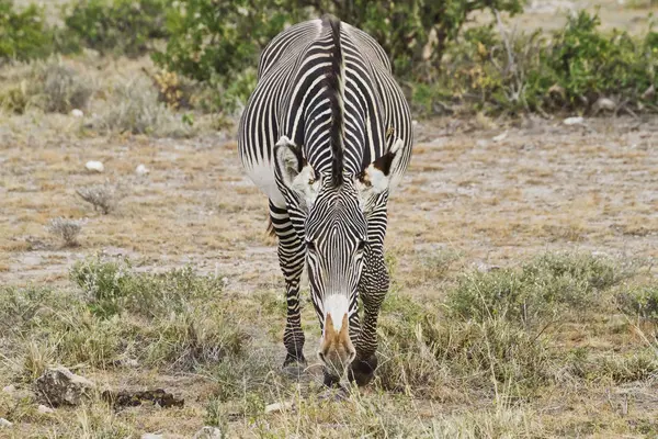 Grevy zebra standing on grass — Stock Photo, Image