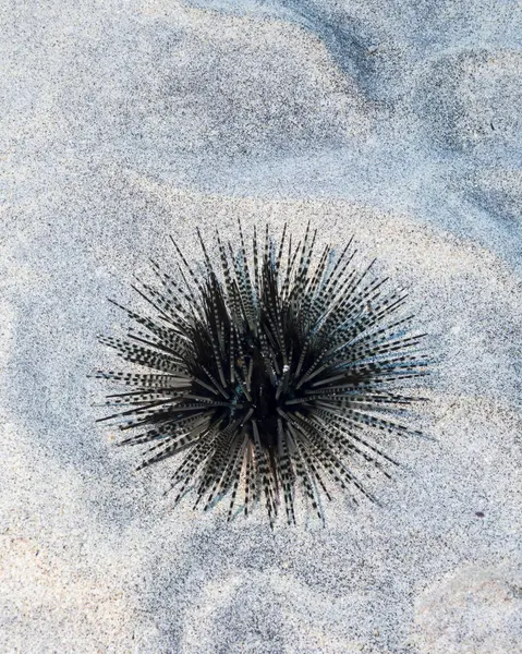 Banded sea urchin — Stock Photo, Image