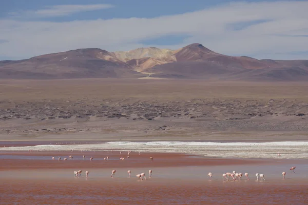 Фламинго питаются в воде — стоковое фото