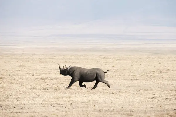 Black Rhinoceros running — Stock Photo, Image