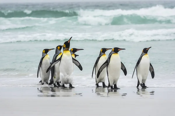 Pingüinos rey en la playa — Foto de Stock