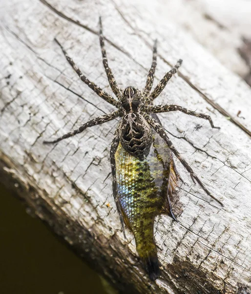 Brownish-grey fishing spider — Stock Photo, Image