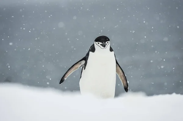 降雪のヒゲペンギン — ストック写真