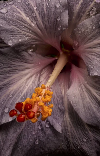 Zbliżenie na kwiat hibiskusa — Zdjęcie stockowe