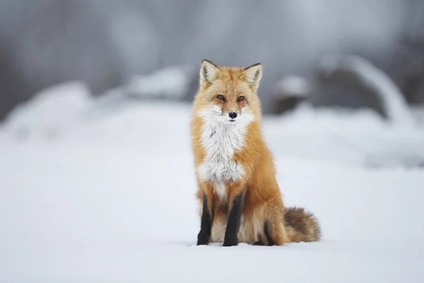 Ανδρική Κόκκινη αλεπού — Φωτογραφία Αρχείου