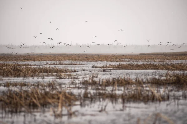 Kanadische Gänse fliegen auf — Stockfoto