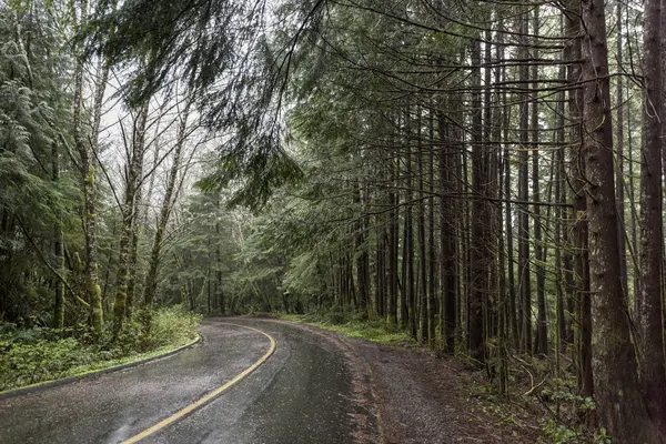 Wet road through forest — Stock Photo, Image