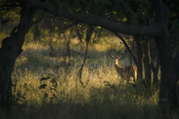 Op hun hoede impala op zoek struiken — Stockfoto