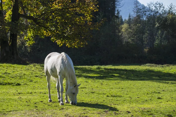 White horse munches grass — Stock Photo, Image