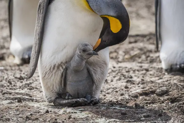 Roi pingouin flexion vers poussin — Photo