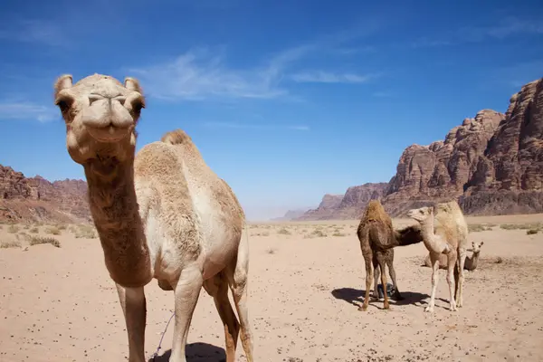 Kamele stehen auf Feld — Stockfoto