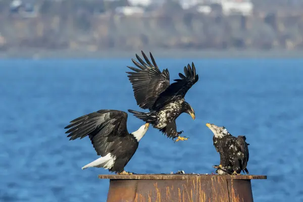 Bald eagles landing — Stock Photo, Image