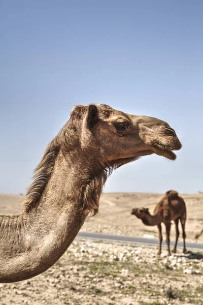 Kameler stående på marken — Stockfoto
