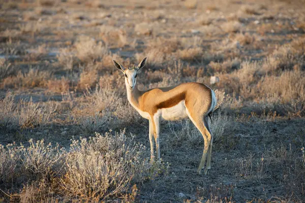 Jeune antilope de Springbok — Photo