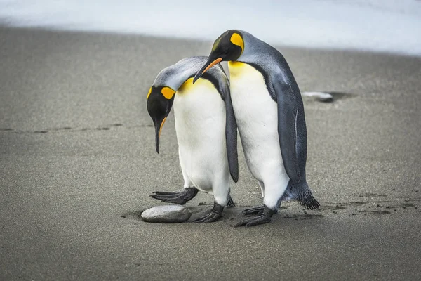 Rei pinguim olha para baixo — Fotografia de Stock