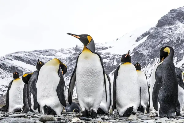 King penguins standing on beach — Stock Photo, Image