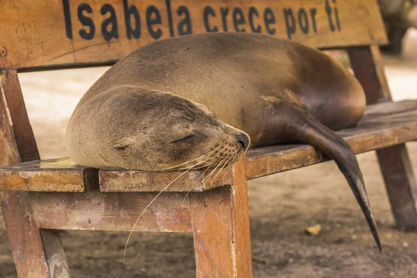 갈라파고스 바다 사자 — 스톡 사진