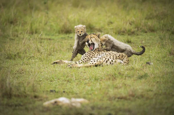 Cheetah cubs megállapításáról — Stock Fotó