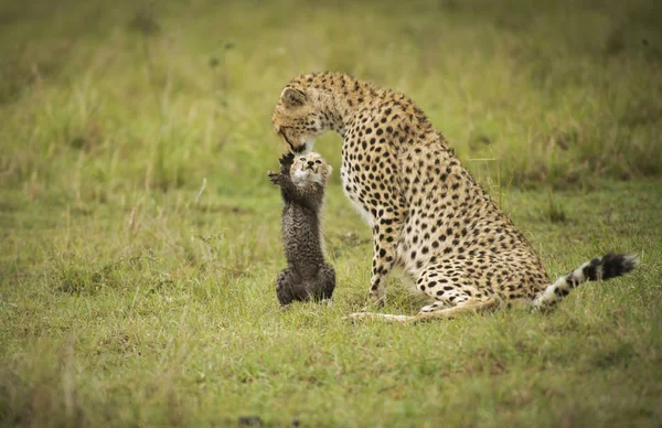 Gepard mit Jungtier im Freien — Stockfoto