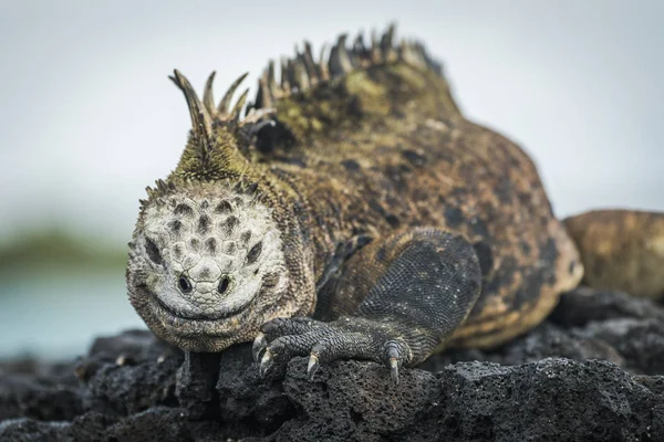 Iguana marina que se siembra sobre rocas — Foto de Stock
