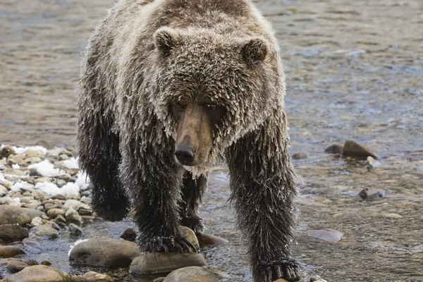Medvěd grizzly stojící na břehu — Stock fotografie