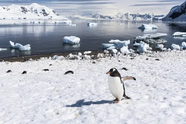 Gentoo pingvin séta — Stock Fotó