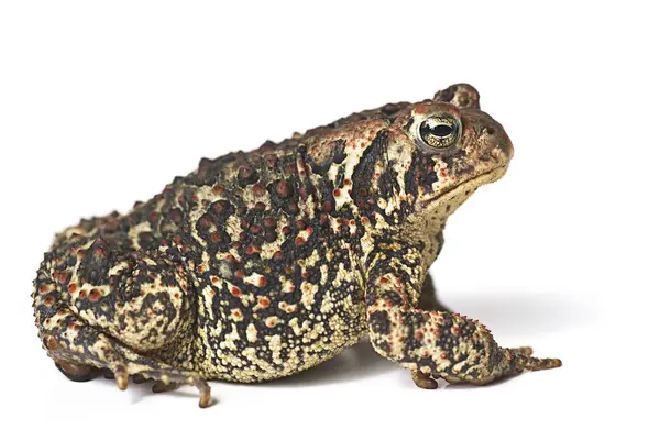 Toad geïsoleerd op witte achtergrond — Stockfoto