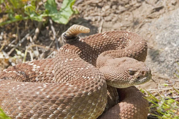 Close up of Red-Diamond Rattlesnake — Stock Photo, Image